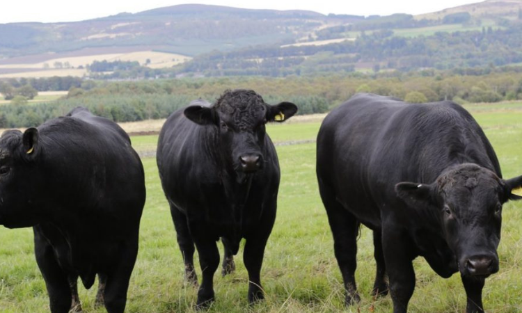«ГФ» предоставит кредитные гарантии на импорт быков ангусской породы