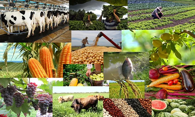Производство сельхозпродукции превысило 82 млрд сомов с начала года