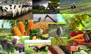 Производство сельхозпродукции превысило 82 млрд сомов с начала года