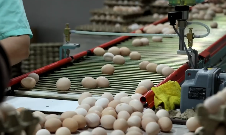 В КР запущено новое фермерское хозяйство по производству куриных яиц