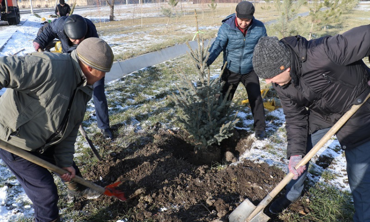 Сотрудники Нацбанка посадили в парке «Ынтымак-2» саженцы голубой ели