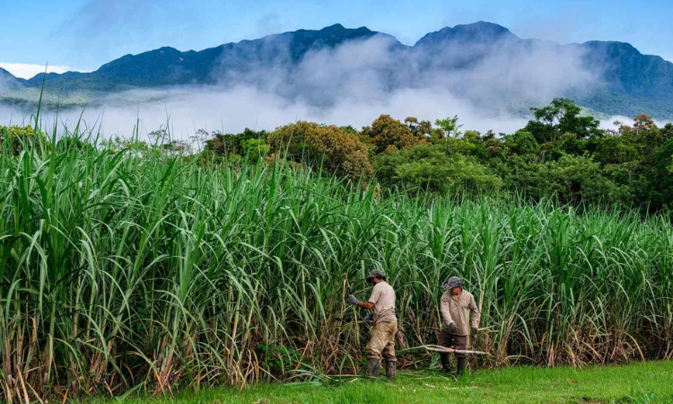 Росту мировых цен на сахар препятствовало ослабление бразильского реала - ФАО