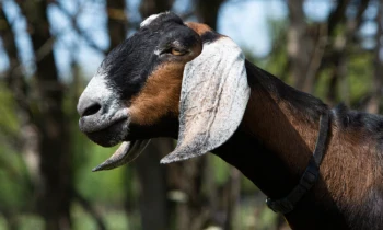 Фермер из Кении заработал криптовалюту, назвав коз в честь токенов и криптодеятелей