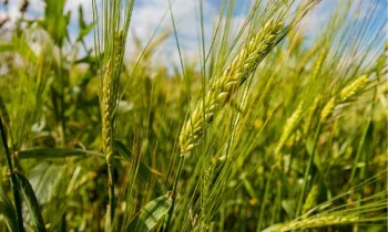 Четверть миллиарда сомов направлено на гарантийную поддержку сельхозотрасли - ГФ